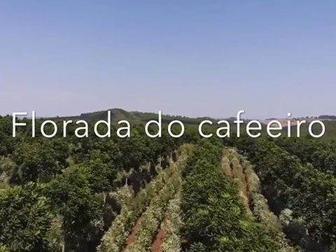 Cedro australiano: eles querem comprar a madeira! – Bela Vista Florestal