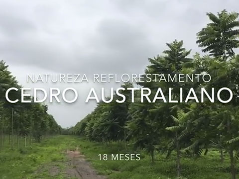 Cedro australiano: eles querem comprar a madeira! – Bela Vista Florestal